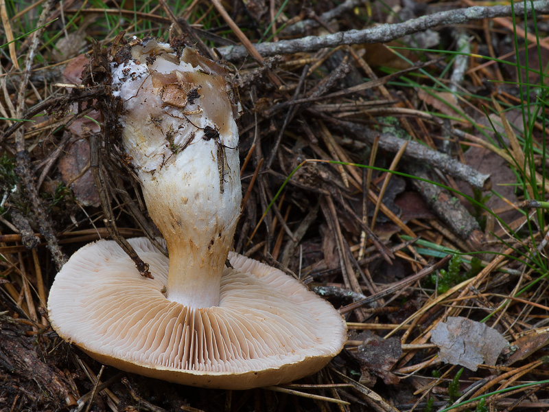 Cortinarius lustratus